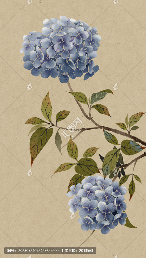 古風(fēng)藍(lán)色繡球花