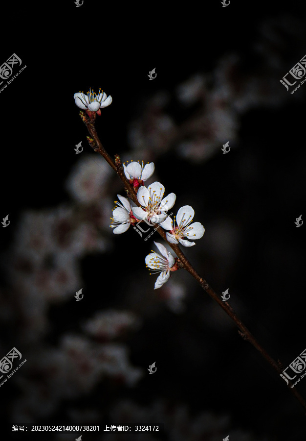 桃花特写