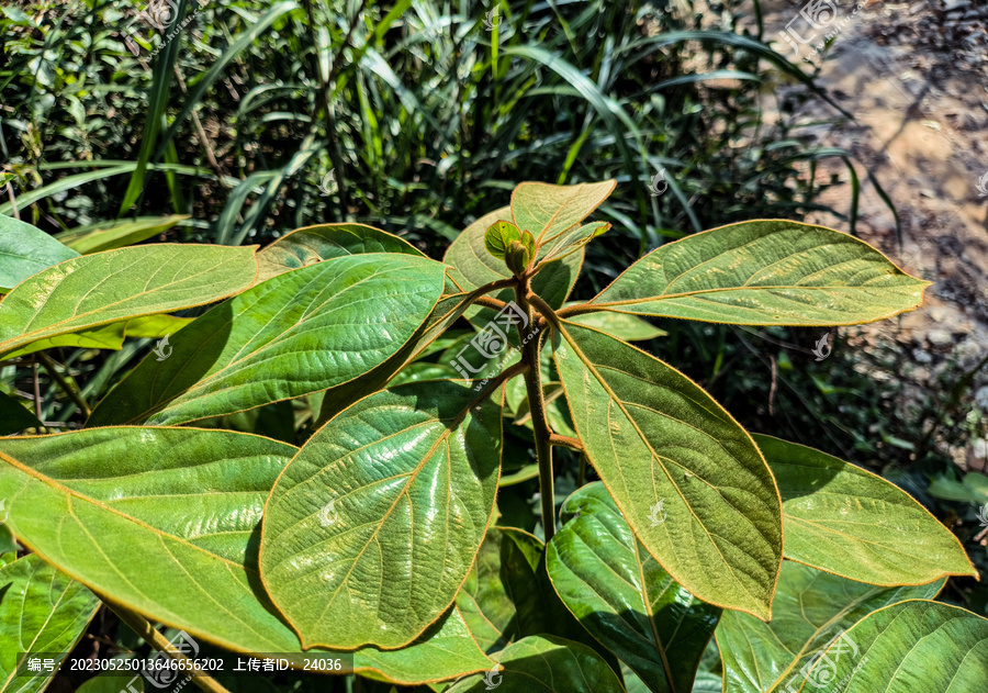 茶胶树