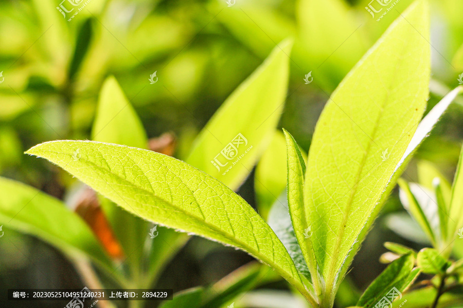 杜鵑花葉