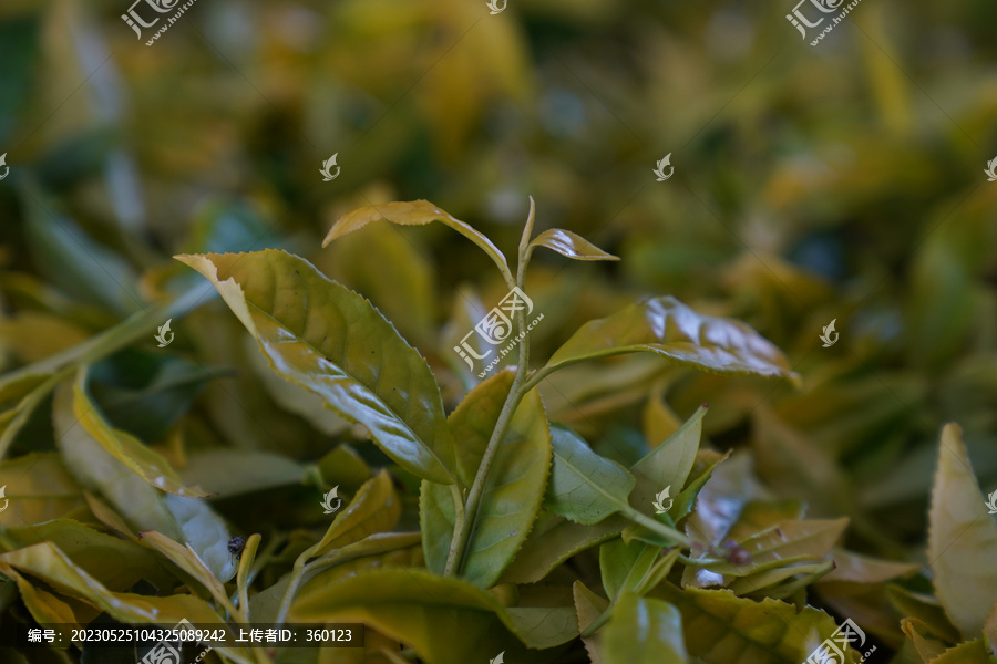 武夷岩茶制茶工艺晒青大红袍