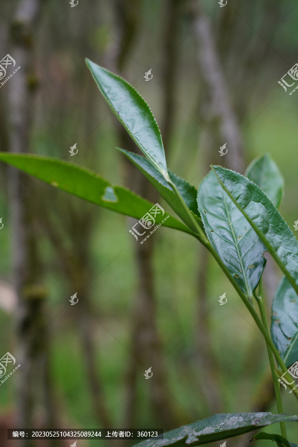 武夷岩茶工夫茶正岩老枞水仙