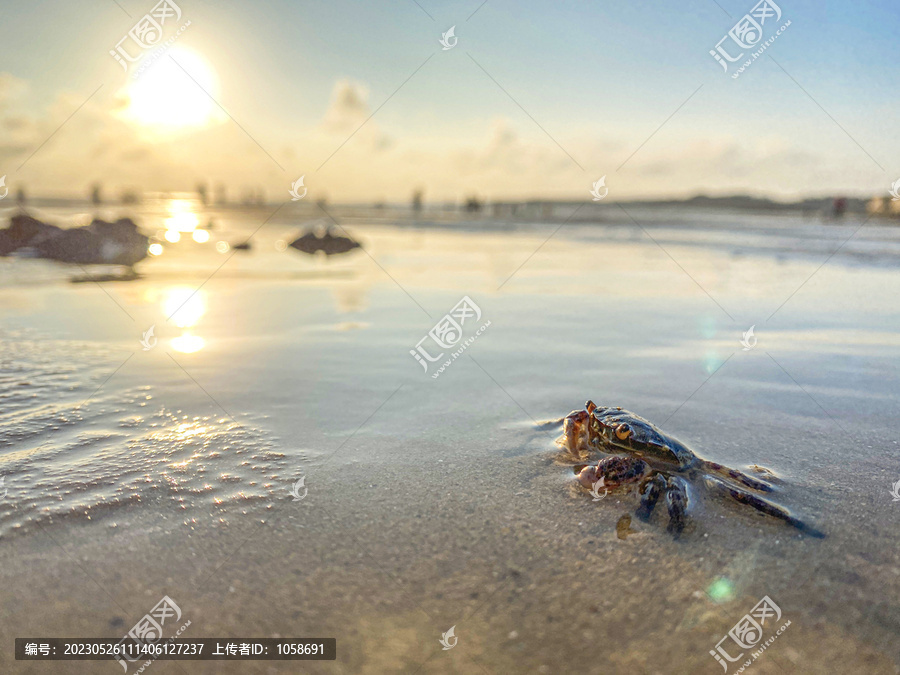 日出沙滩上的螃蟹