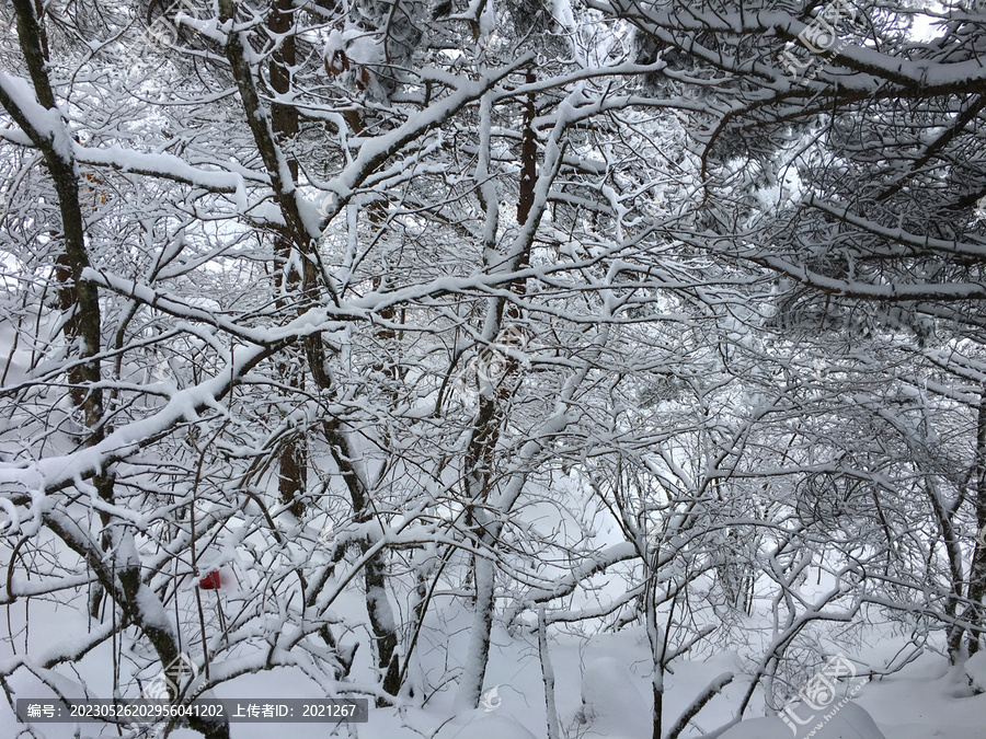 黄山雪景