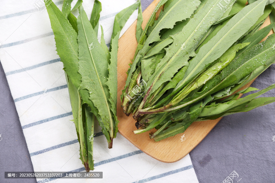 苦麦菜