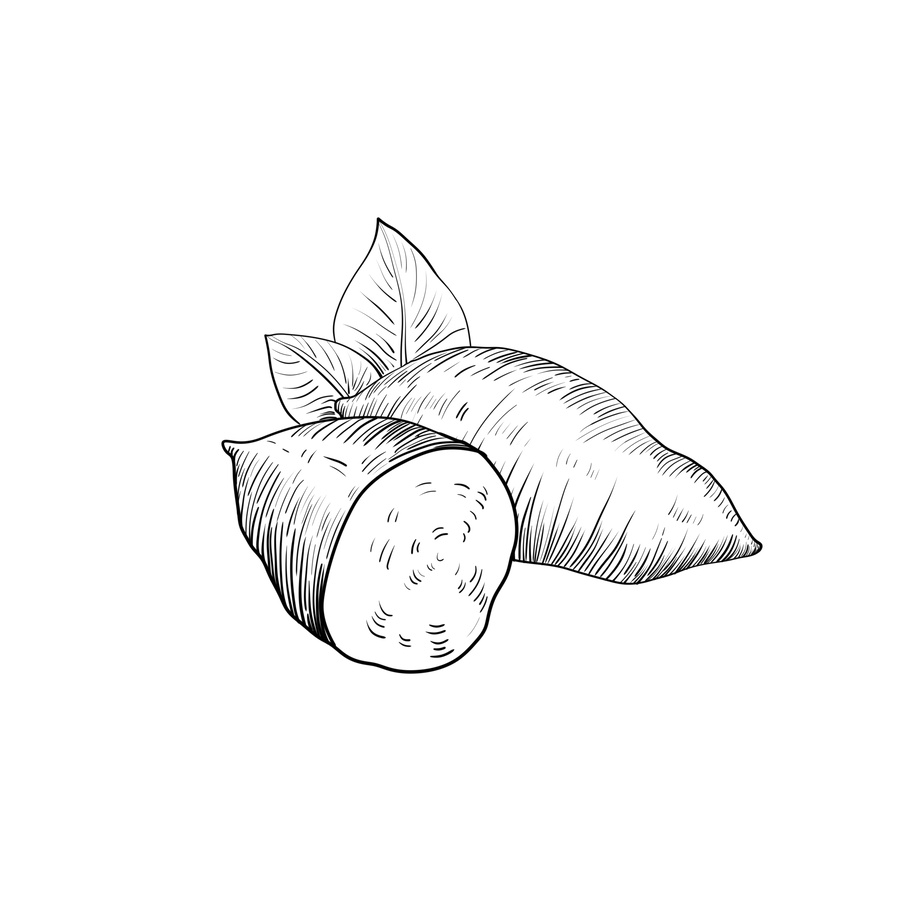 番薯黑白線稿