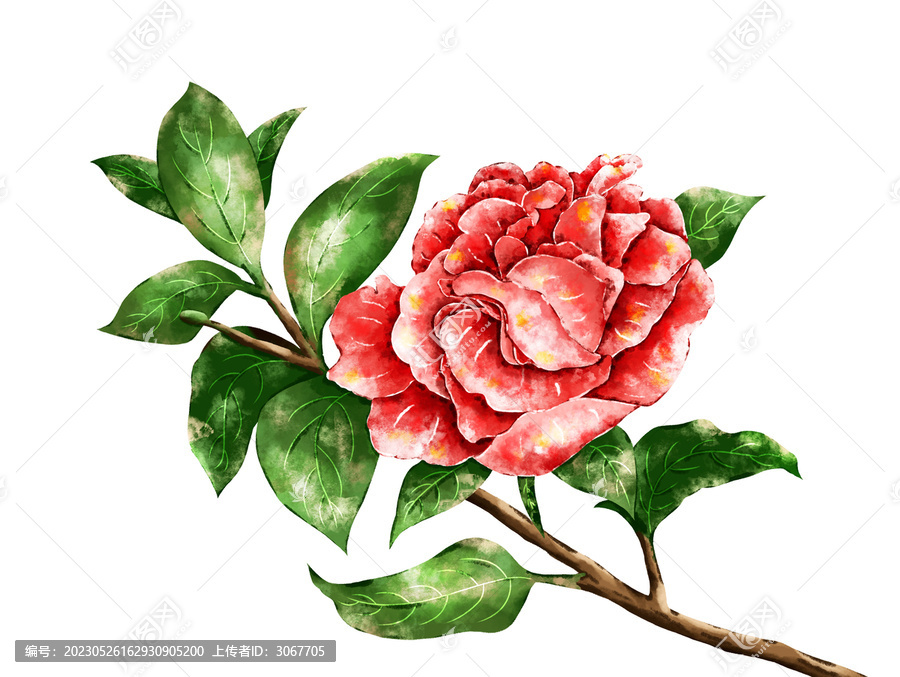 山茶花