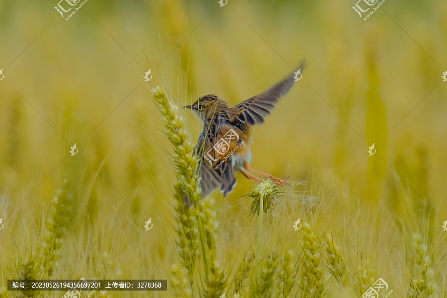 麦田里的棕扇尾莺