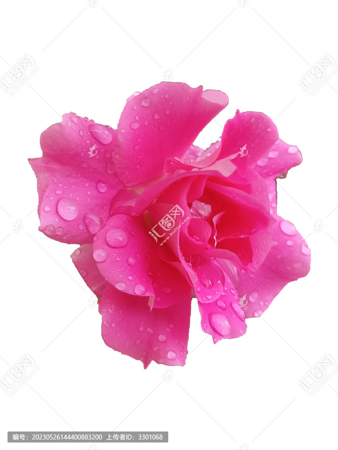 雨后玫瑰免扣素材