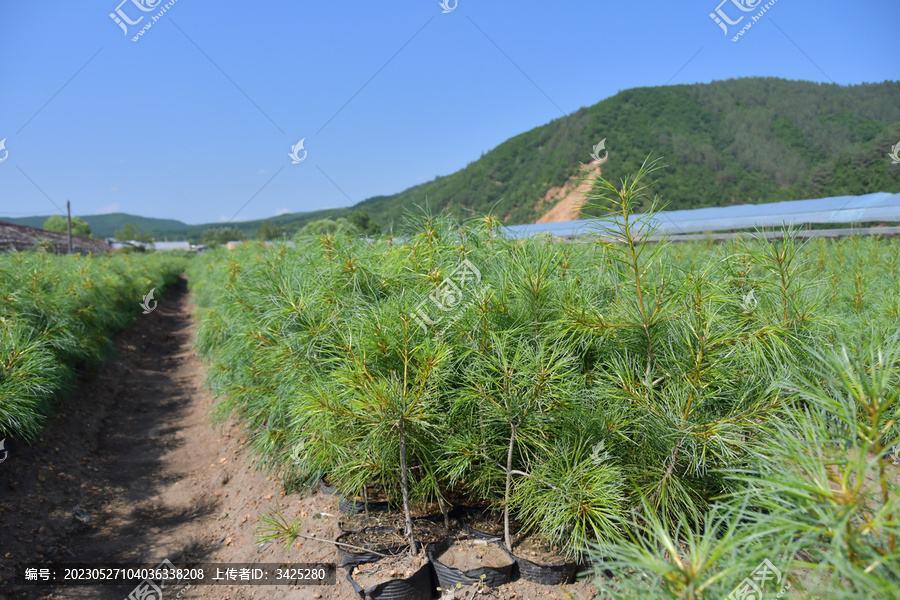 红松嫁接苗圃