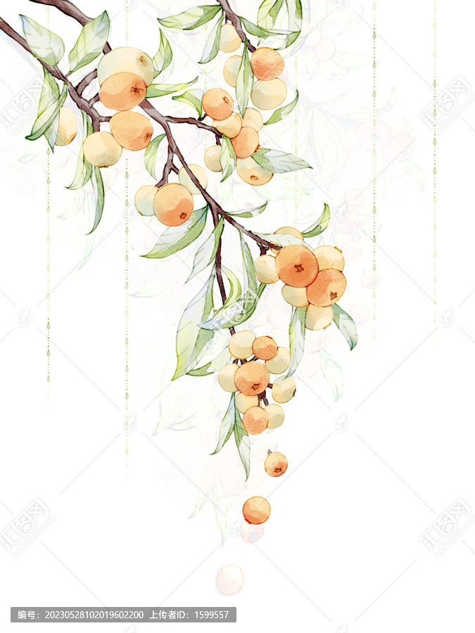 枇杷插畫