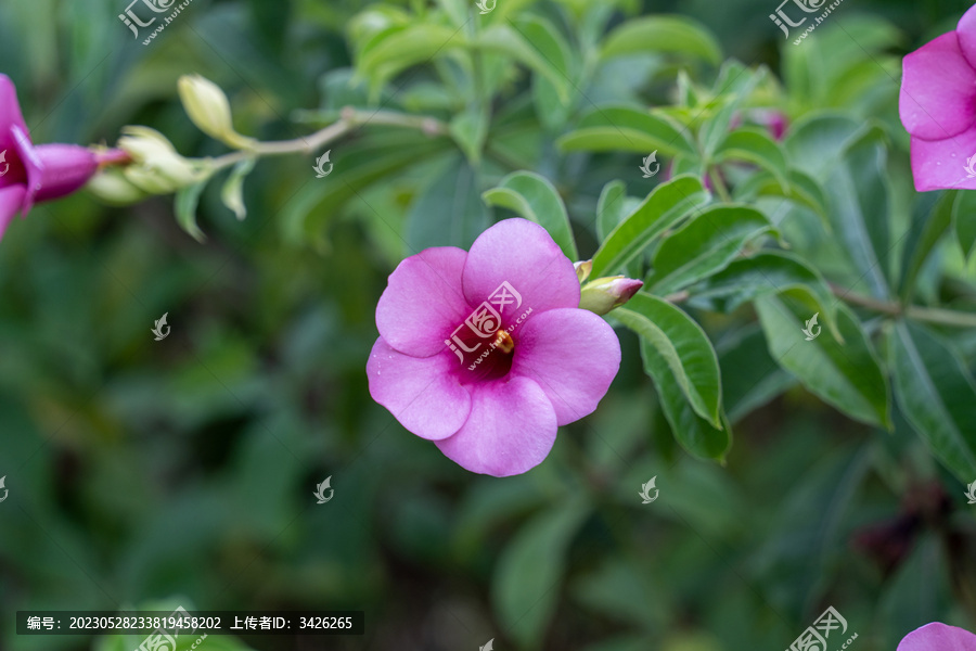 晴空下开花植物的特写镜头