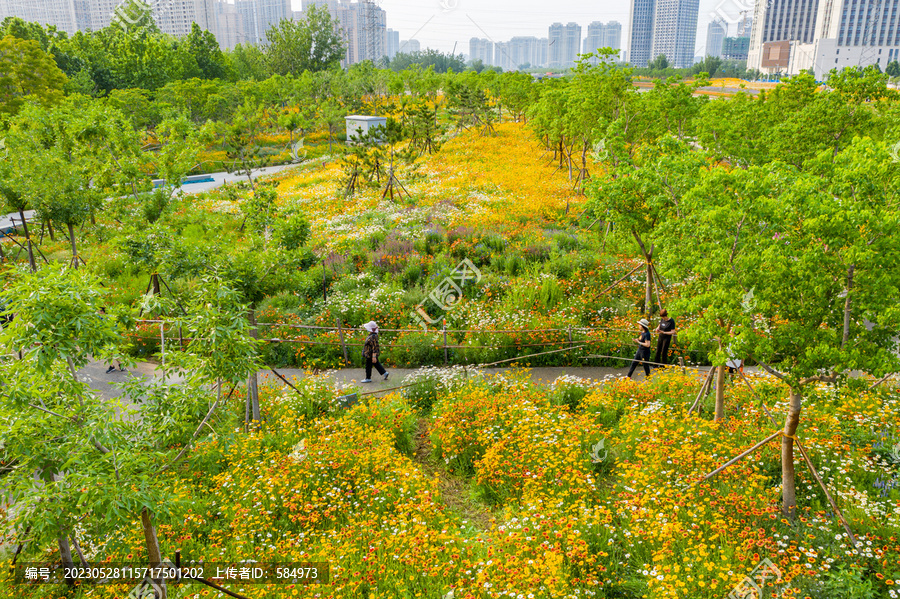 田园风格城市花园小雏菊花园林