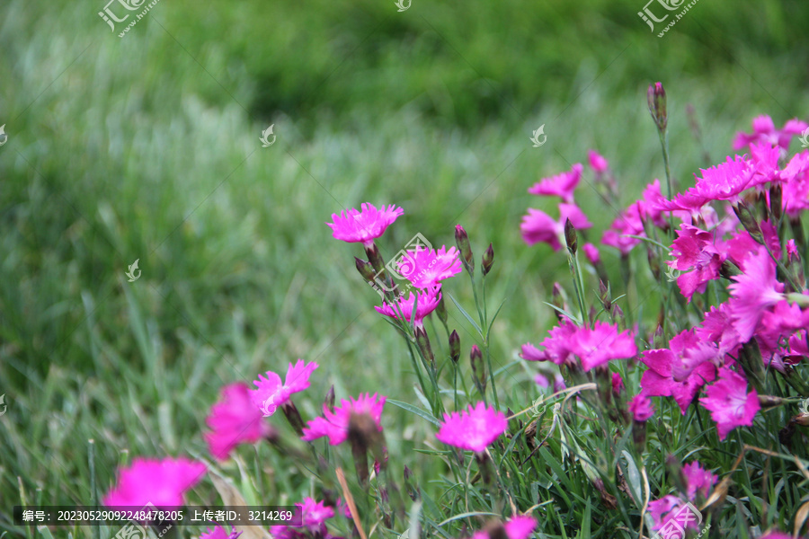 草坪石竹花