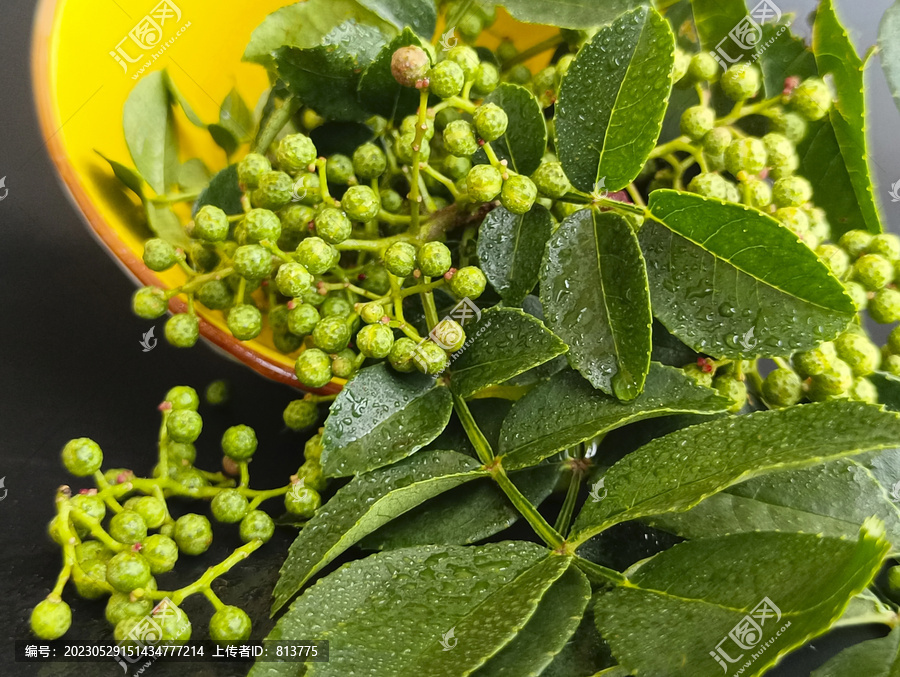 雨天采摘青粒花椒