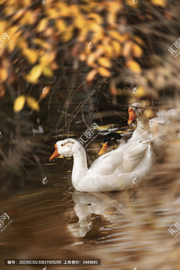 鸭子戏水