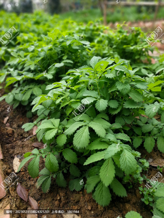 仙鹤草