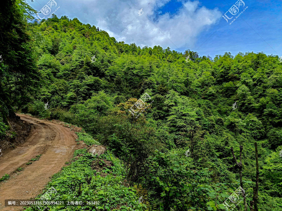 漫山遍野的鸽子花