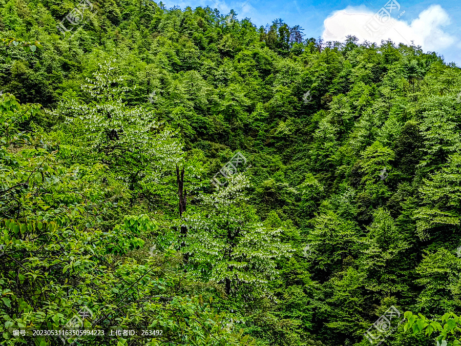 漫山遍野的鸽子花