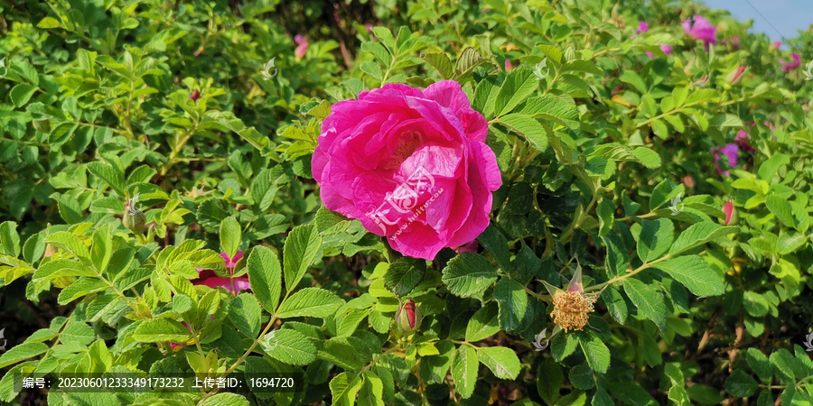 路边的野花