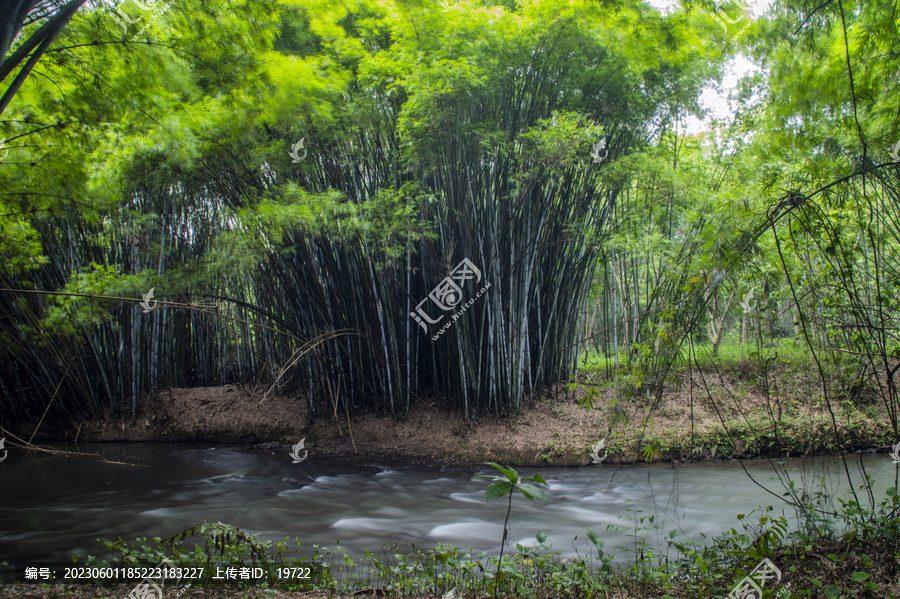 竹子竹林