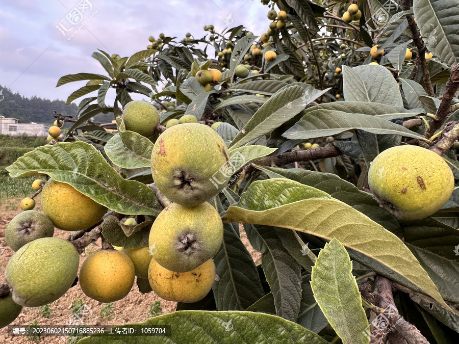 枇杷树