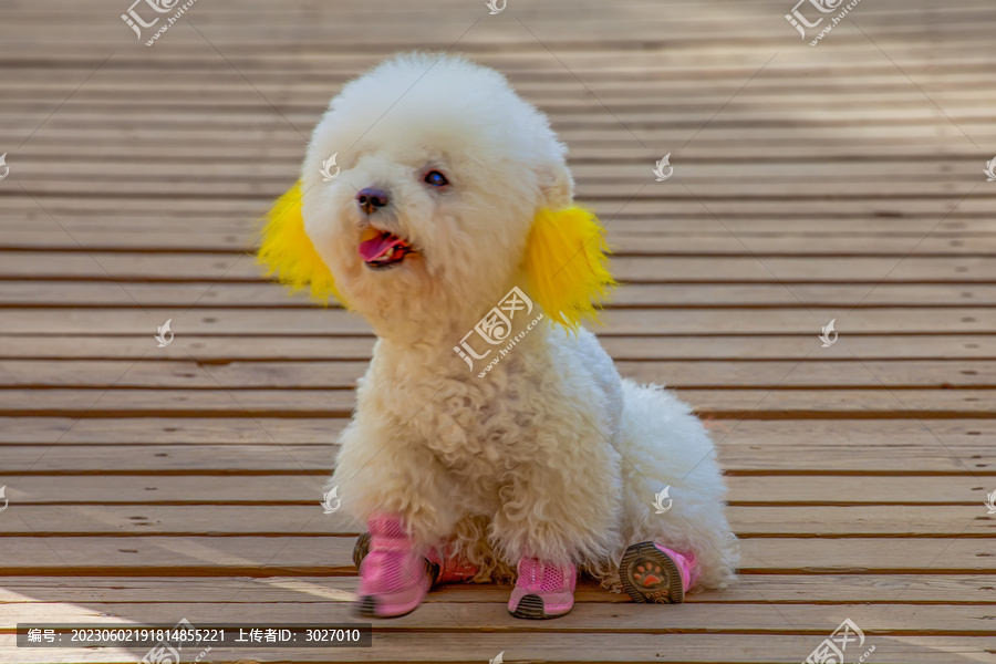 额济纳旗胡杨林宠物犬