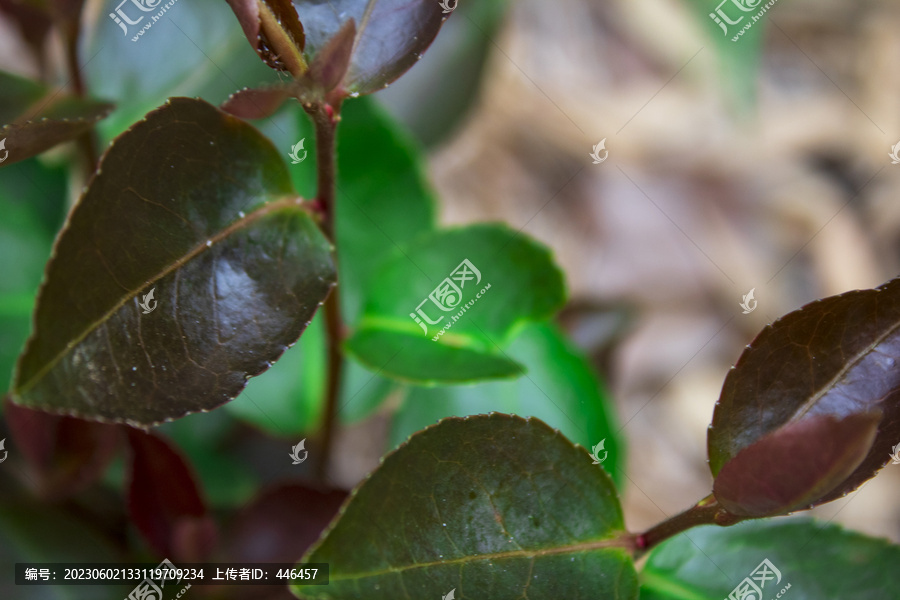 油茶树