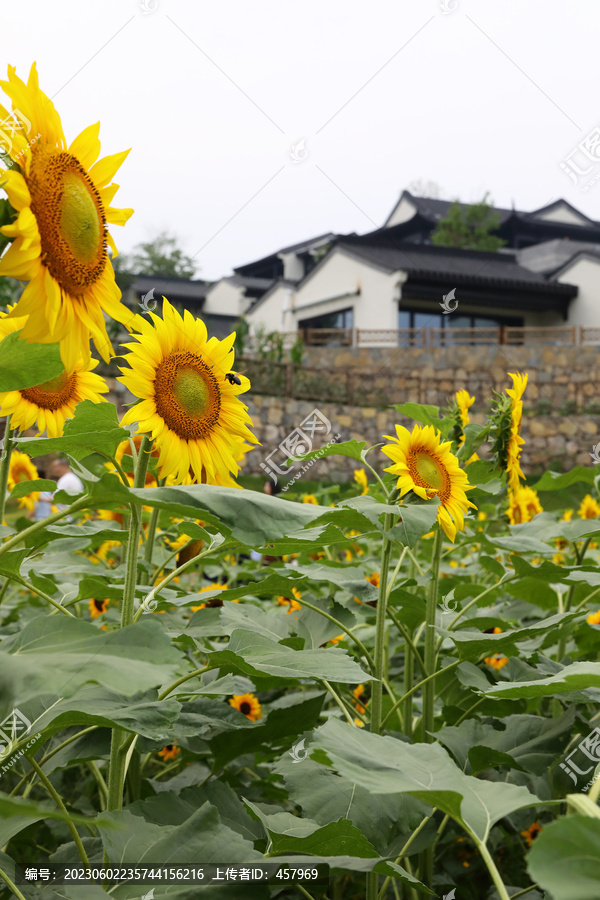 新农村建设