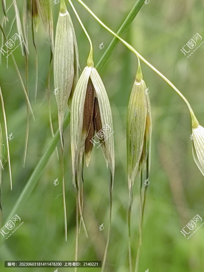 野燕麦