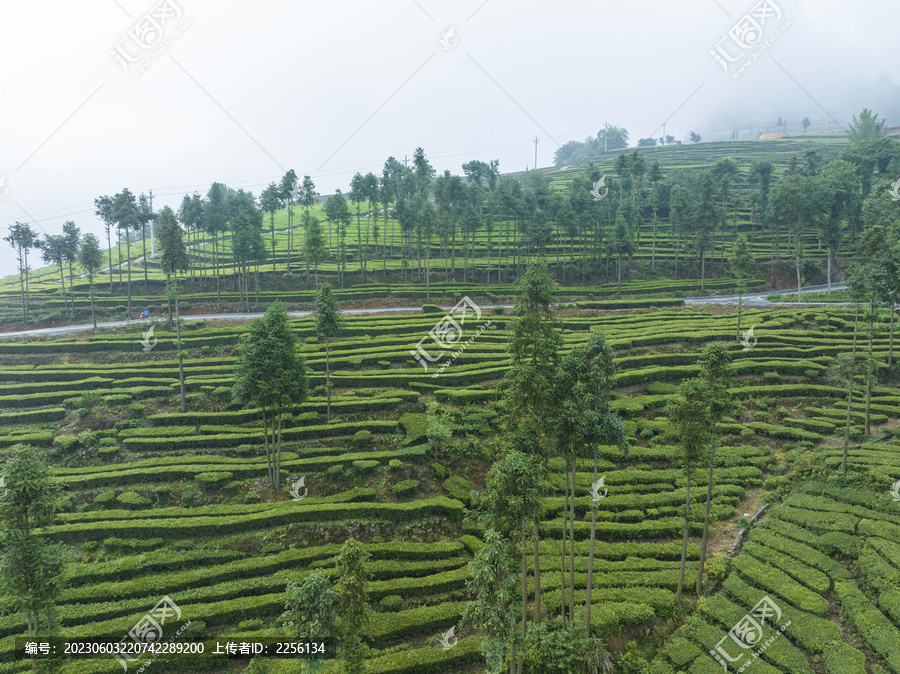 云雾茶山