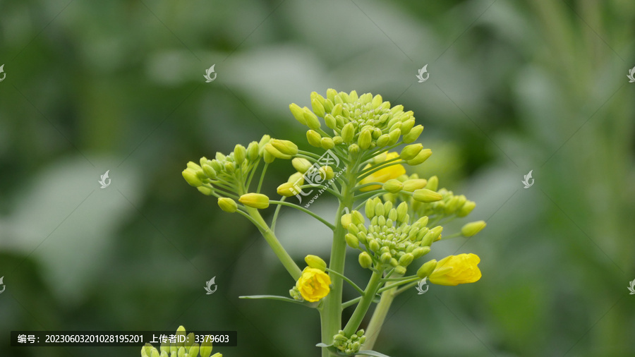 立春时节油菜花开