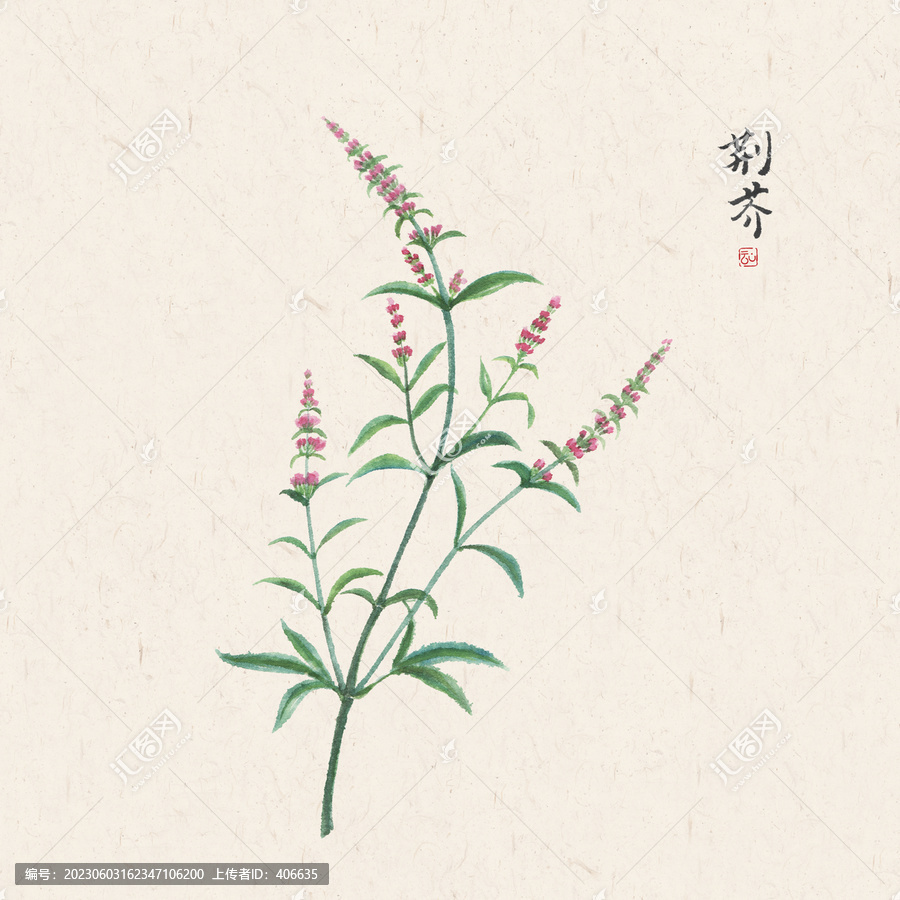 中草藥荊芥