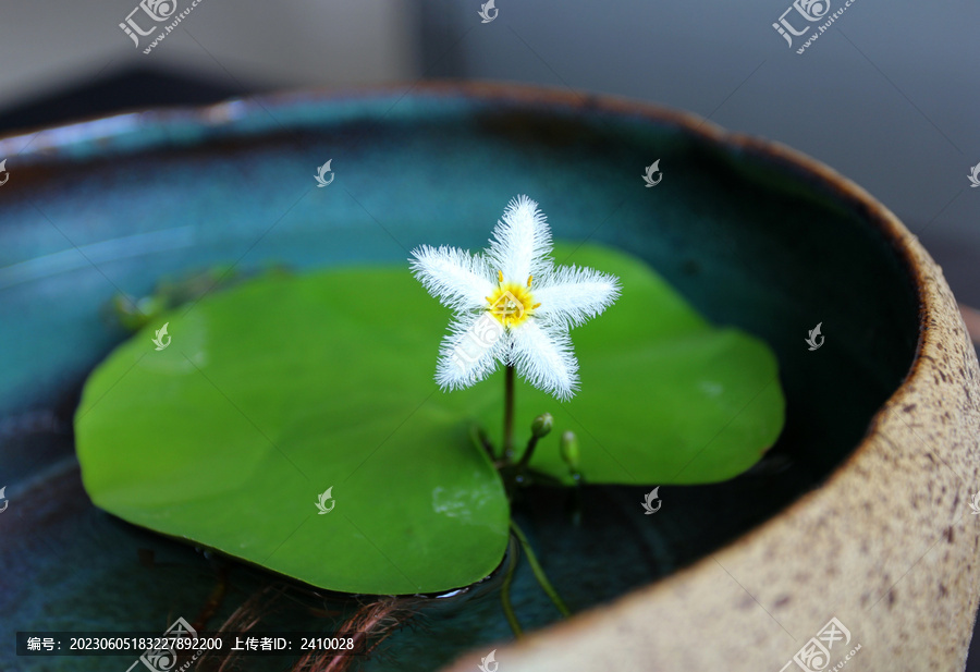 水缸里的睡莲