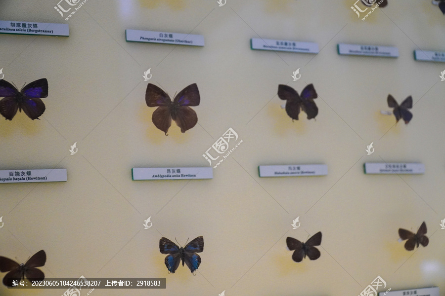 排列整齐的蝴蝶标本