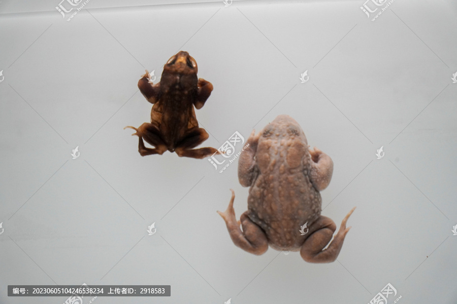 青蛙两栖动物蛙类标本