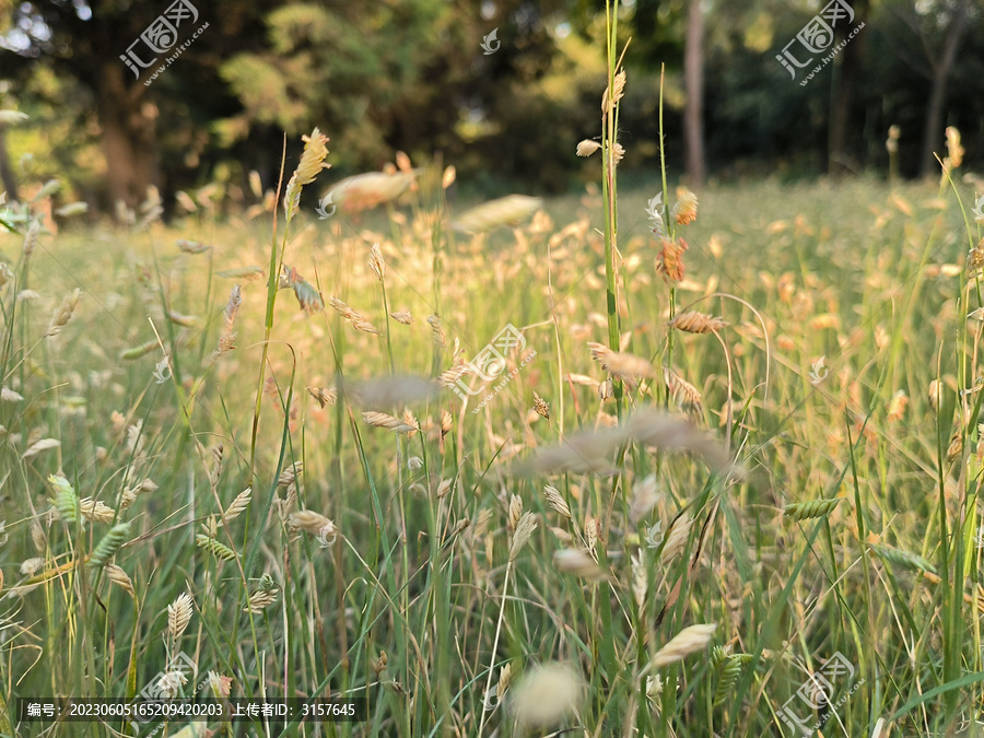 夏日草地