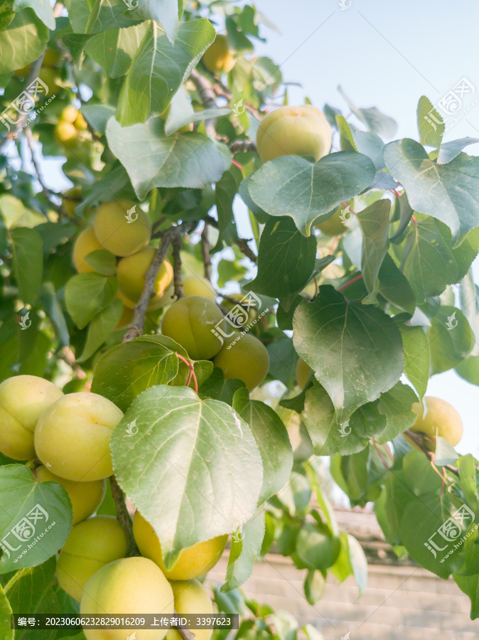 成熟的水果挂满枝头采摘水果杏