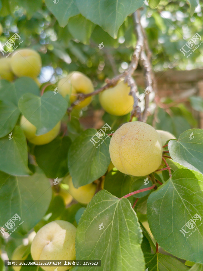 成熟的水果挂满枝头采摘水果杏