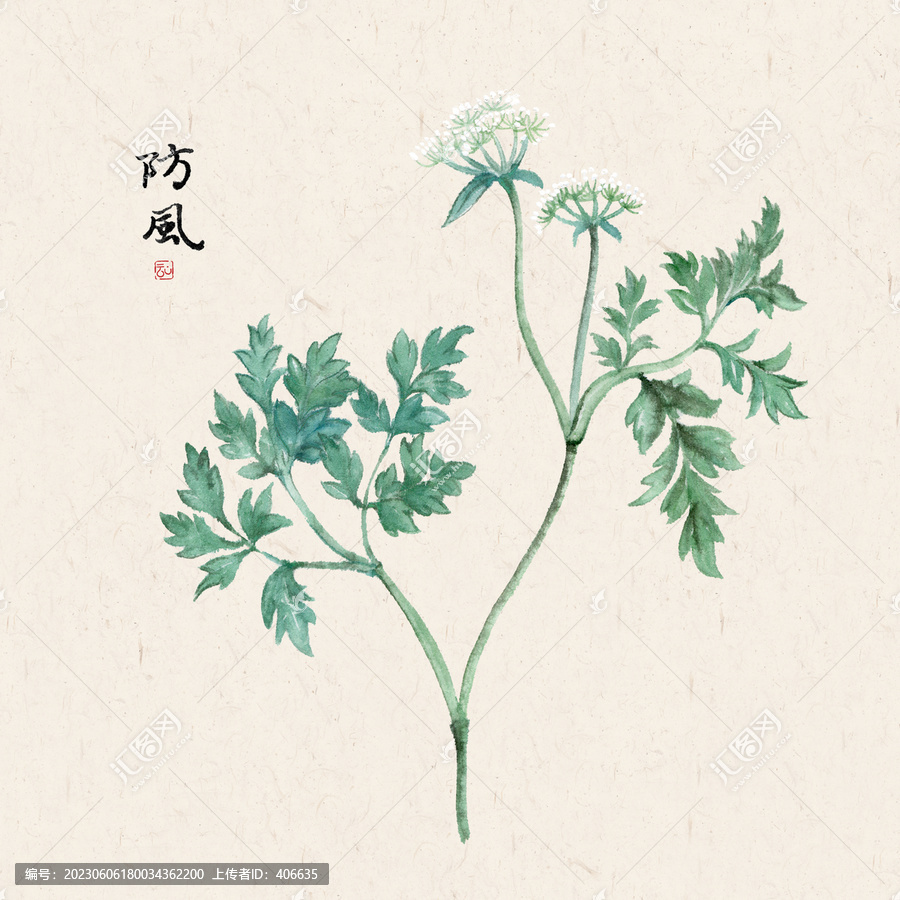 中藥材防風(fēng)