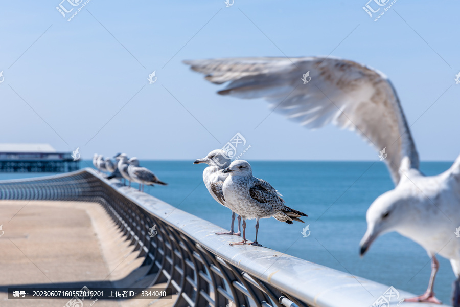 成排站在栏杆上的海鸥