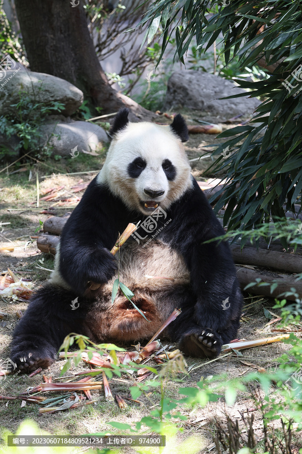 大熊猫国宝
