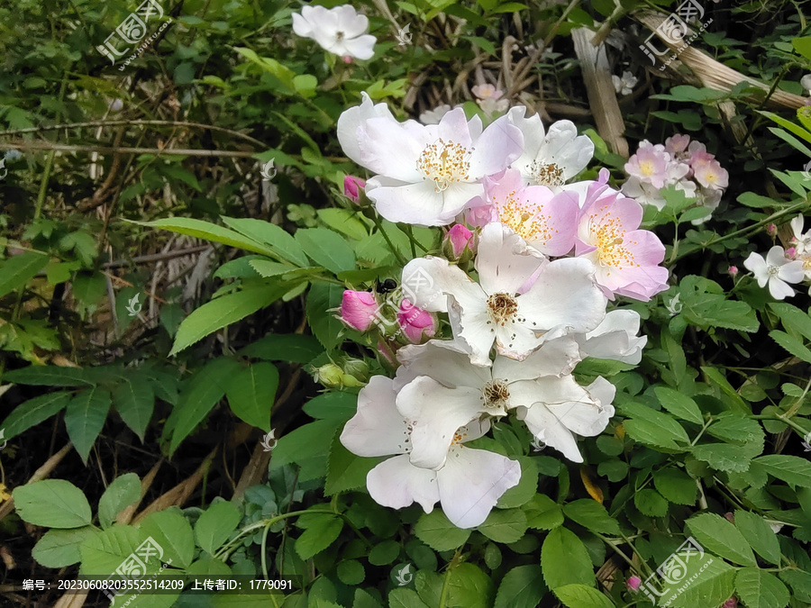 野月季花