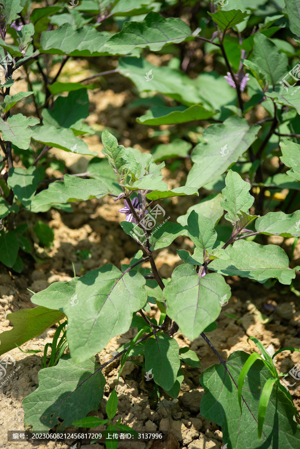 茄子种植