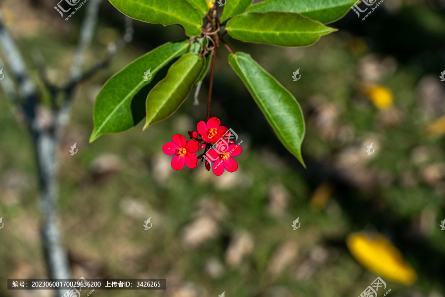 植物上生长的琴叶珊瑚红花特写