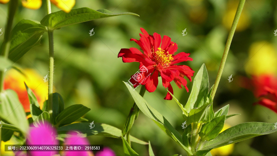 菊花花朵花卉鲜花熊蜂昆虫蜜蜂