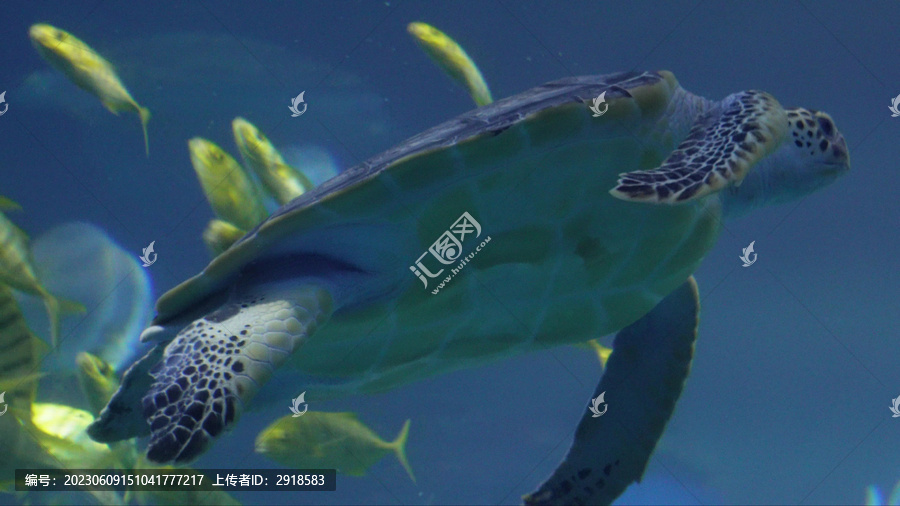 深海海龟乌龟水龟海底