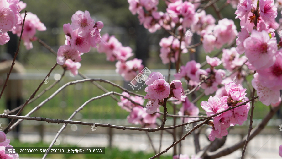 微距特写鲜花桃花粉色花朵