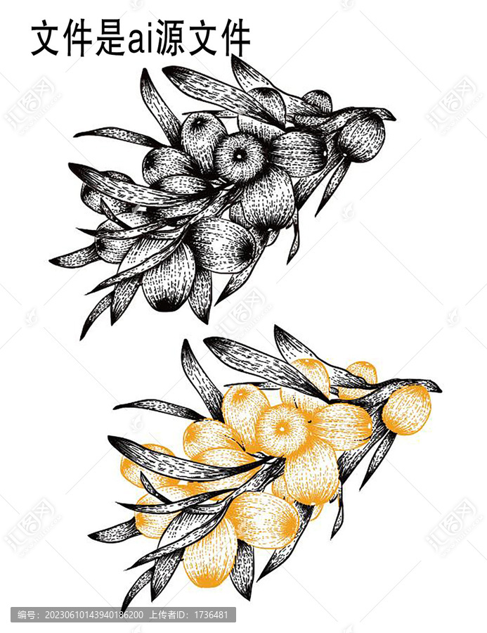 手繪沙棘版畫(huà)