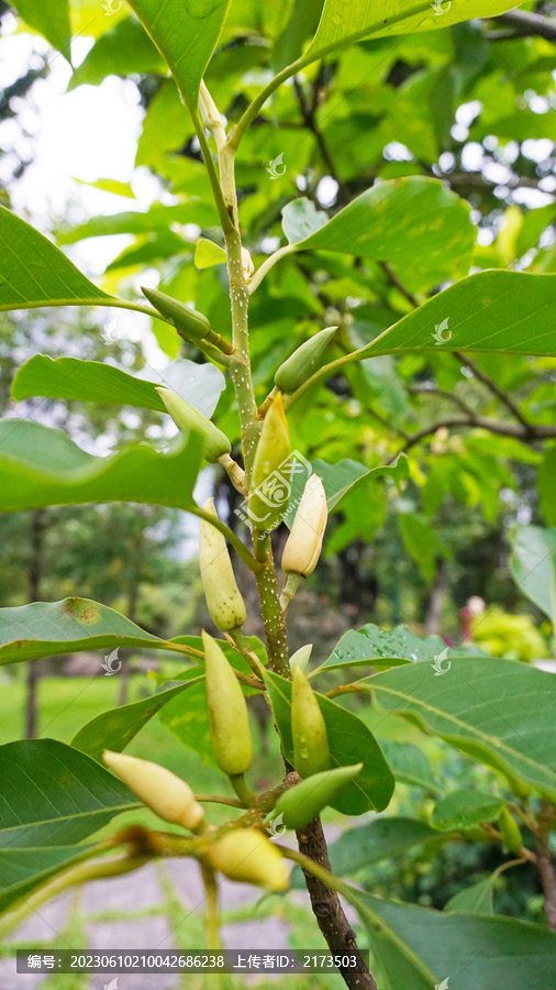 木兰花